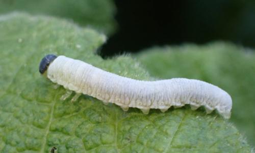 Réf. 303 302 : Tenthredo rubricoxis